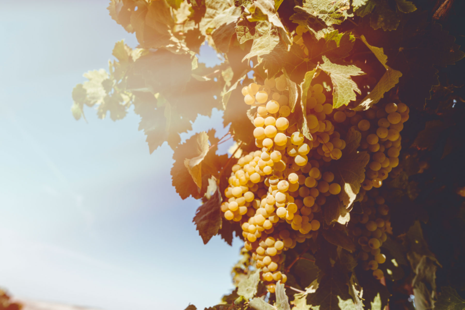 Pago con viñedos en el marco de jerez